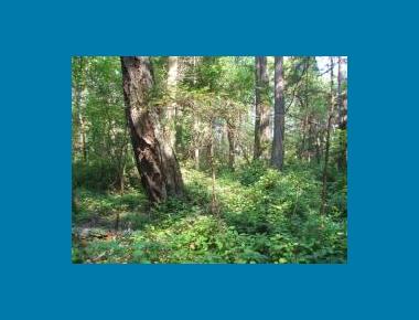 Coastal Douglas-fir Understory S. Saunders