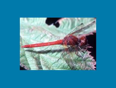 Male 