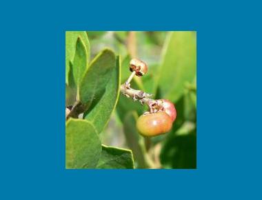 Hairy manzanita berry Shebs Wikipedia
