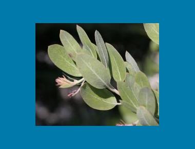 Hairy manzanita leaves & flower Washington SU