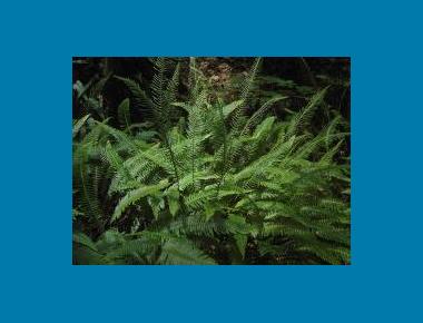 Deer Fern W. Seigmund