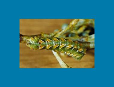 Larva David Nunnallee