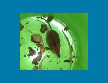 Cinereus Shrew Pamela Zevit 2005