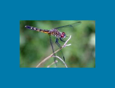 Immature male R.A. Nonemacher Wikipedia