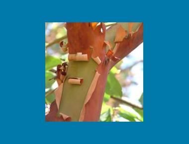 Typical bark attributes N. McEnany Wikipedia