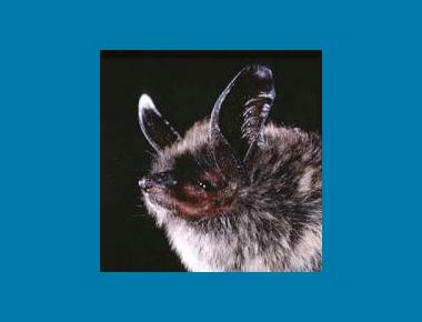 Keen's Long-eared Myotis US National Parks Service