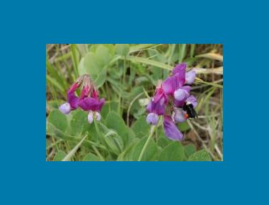 Beach pea