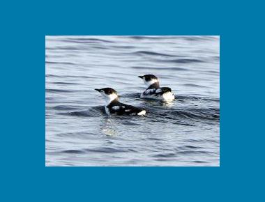 Adult plumage Angus Wilson