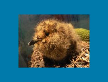 Chick Peter Halasz Wikipedia