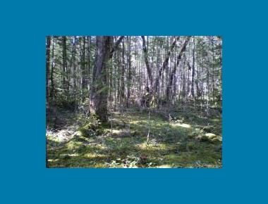 Coastal Douglas-fir Understory S. Saunders