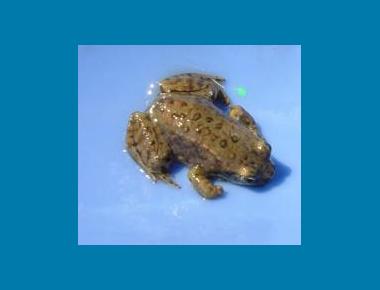Froglet Scott Barrett
