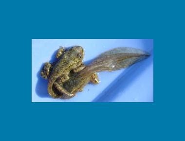 Metamorphosing tadpoles Scott Barrett