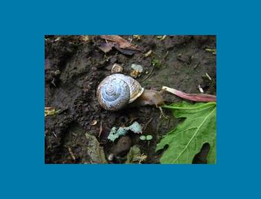 Shell characteristics at maturity Ryan Durand