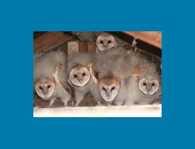 Nestlings ("owlets") Wikipedia
