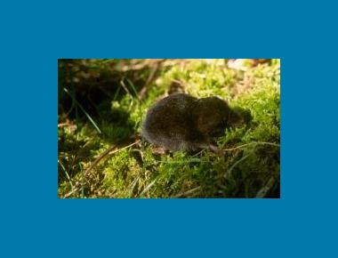 Pacific Water Shrew Denis Knopp