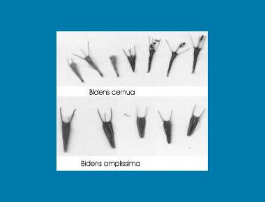 Comparison of achenes Brian Klinkenberg