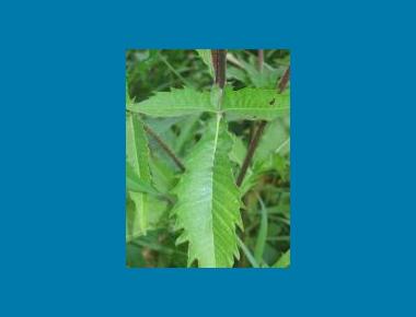 Close up of leaf structure Brian Klinkenberg