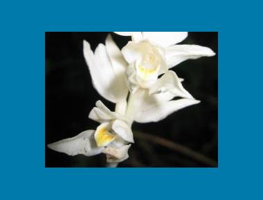 Close up of flower D.B. Springmeyer