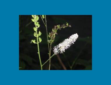 Flower head & seed pods Brian Klinkenberg