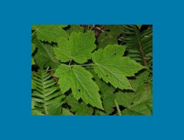 Leaves Brian Klinkenberg
