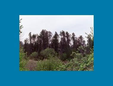 Shore pine stand in bog