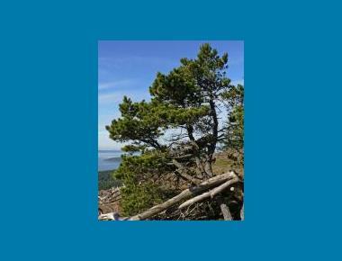 Shore pine on marine bluff W. Siegmund Wikipedia