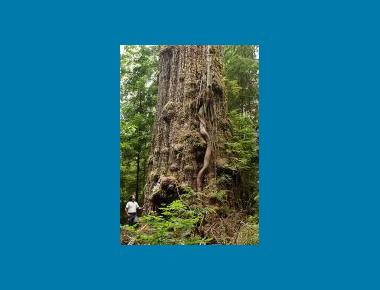 Old-growth Coastal Douglas-fir TJ Watt Wikipedia