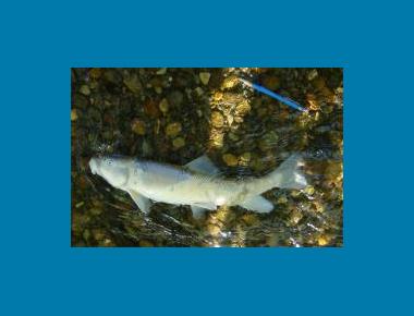 Adult (Clayburn Creek) Scott Barrett