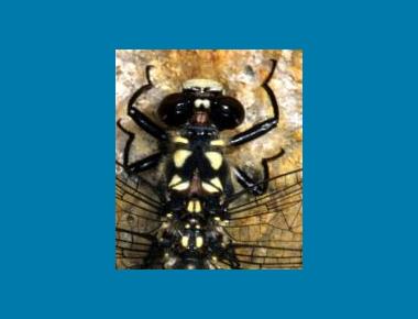 Close up of head & thorax Ian Lane