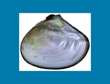 Internal shell view ("nacre") Ethen Nadeau