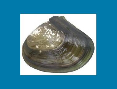 External shell view Ethan Nedeau
