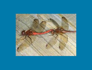 Mating pair Ian Lane