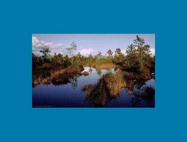 Burns Bog D. Blevins