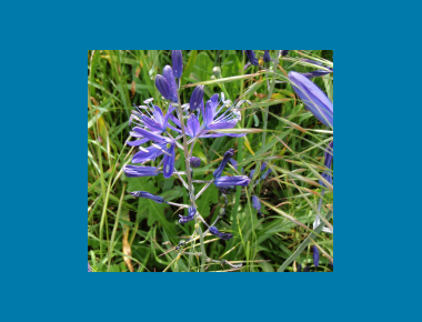 Common Camas