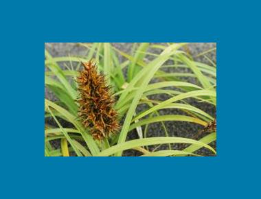 Large-headed sedge