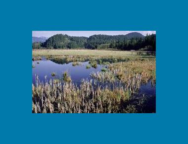 Typha Marsh H. Rudd