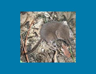 Cinereus Shrew Phil Myers University of Michigan
