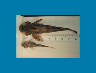Pygmy versus Coastrange species Patricia Woodruff