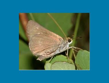 Underwing colouration Tom Murray