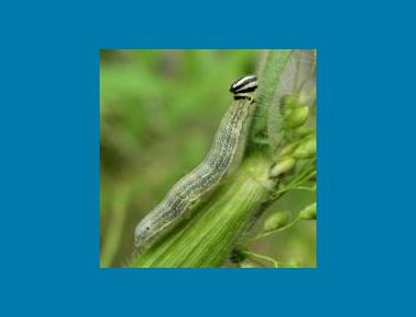 Larva Lee Spark