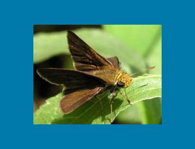 Female Gill Carter