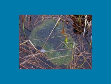 Egg mass & tadpoles Andy O'Connor