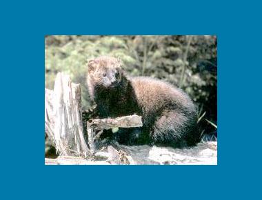 Adult USFS