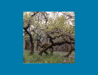 Garry Oak Meadow B. Klinkenberg