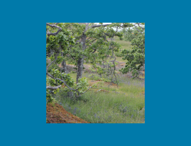 Garry Oak Meadow P. Zevit