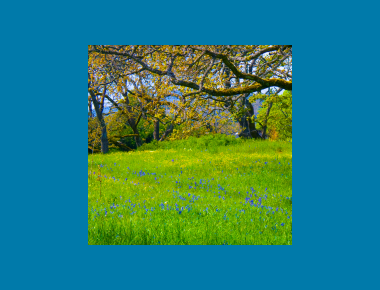 Garry Oak Meadow Ecstaticist Flickr