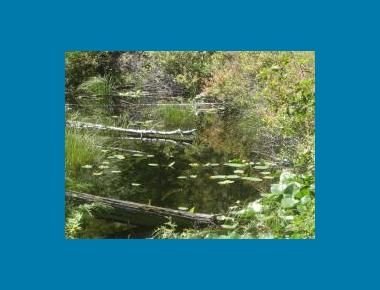 Yellow Pond Liley Marsh  P. Zevit