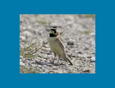 Male with "horns" Rod Gilbert