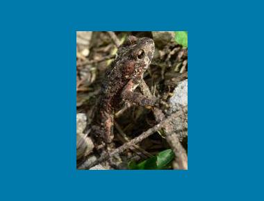 Juvenile ("Toadlet") Walter Seigmund