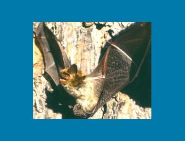 Keen's Long-eared Myotis Henderson State University